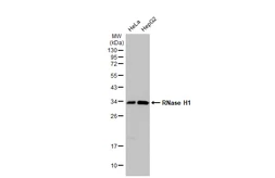 Anti-RNase H1 antibody [N2C3] used in Western Blot (WB). GTX117624