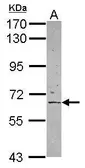 Anti-APPBP2 antibody used in Western Blot (WB). GTX117735