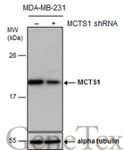 Anti-MCTS1 antibody [N1C3] used in Western Blot (WB). GTX117793