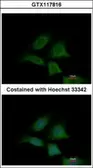 Anti-Sec8 antibody used in Immunocytochemistry/ Immunofluorescence (ICC/IF). GTX117816