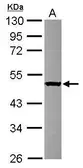 Anti-SERGEF antibody [N3C3] used in Western Blot (WB). GTX117849