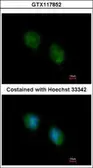 Anti-COPS4 antibody [N3C3] used in Immunocytochemistry/ Immunofluorescence (ICC/IF). GTX117852