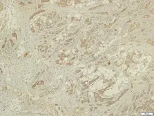 Anti-LRG1 antibody used in IHC (Paraffin sections) (IHC-P). GTX117875