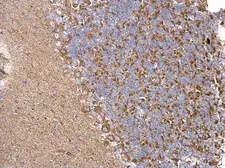 Anti-CHRDL1 antibody used in IHC (Paraffin sections) (IHC-P). GTX117884