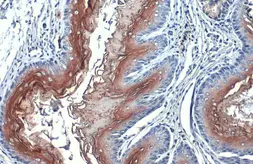 Anti-PJA2 antibody used in IHC (Paraffin sections) (IHC-P). GTX117890