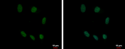 Anti-SOX15 antibody used in Immunocytochemistry/ Immunofluorescence (ICC/IF). GTX117940