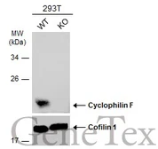 Anti-Cyclophilin F antibody [N1C3] used in Western Blot (WB). GTX117951