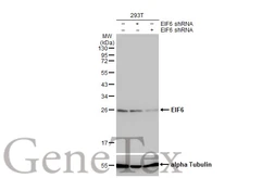 Anti-EIF6 antibody [N1C3-2] used in Western Blot (WB). GTX117971