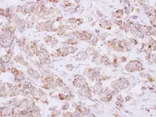 Anti-USP46 antibody used in IHC (Paraffin sections) (IHC-P). GTX117994