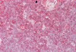 Anti-ELF1 antibody, C-term used in IHC (Paraffin sections) (IHC-P). GTX11801