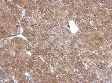 Anti-LANCL1 antibody used in IHC (Paraffin sections) (IHC-P). GTX118030