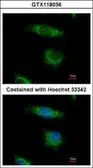 Anti-OSBPL5 antibody [N3C1], Internal used in Immunocytochemistry/ Immunofluorescence (ICC/IF). GTX118036