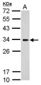 Anti-MRPS18B antibody used in Western Blot (WB). GTX118100