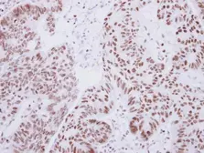 Anti-Lhx4 antibody used in IHC (Paraffin sections) (IHC-P). GTX118105