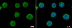 Anti-ICAM2 antibody [N1C3] used in Immunocytochemistry/ Immunofluorescence (ICC/IF). GTX118110