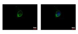Anti-Calpain S1 antibody used in Immunocytochemistry/ Immunofluorescence (ICC/IF). GTX118130