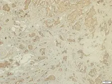 Anti-FSTL1 antibody [N1C3] used in IHC (Paraffin sections) (IHC-P). GTX118134