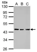 Anti-DYX1C1 antibody used in Western Blot (WB). GTX118239
