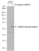 Anti-GABA A Receptor alpha 5 antibody [N2C2], Internal used in Western Blot (WB). GTX118345