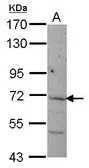 Anti-NCLN antibody [N3C3] used in Western Blot (WB). GTX118356