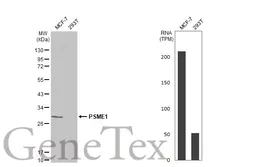 Anti-PSME1 antibody used in Western Blot (WB). GTX118374
