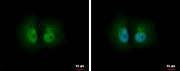 Anti-PSME1 antibody used in Immunocytochemistry/ Immunofluorescence (ICC/IF). GTX118374