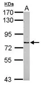 Anti-CSRP2BP antibody [N1N3] used in Western Blot (WB). GTX118397