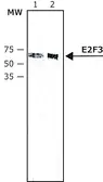 Anti-E2F3 antibody [PG30] used in Western Blot (WB). GTX11843