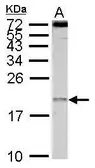 Anti-EIF1A antibody used in Western Blot (WB). GTX118482