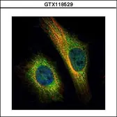 Anti-TNPO2 antibody used in Immunocytochemistry/ Immunofluorescence (ICC/IF). GTX118529