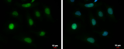 Anti-BAT3 antibody [N1N2], N-term used in Immunocytochemistry/ Immunofluorescence (ICC/IF). GTX118562
