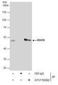 Anti-BAT1 antibody [C1C3] used in Immunoprecipitation (IP). GTX118582