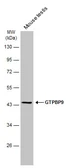 Anti-GTPBP9 antibody [C1C3] used in Western Blot (WB). GTX118605