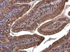Anti-RBPMS antibody used in IHC (Paraffin sections) (IHC-P). GTX118619