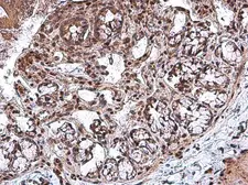 Anti-RBPMS antibody used in IHC (Paraffin sections) (IHC-P). GTX118619