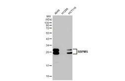 Anti-RBPMS antibody used in Western Blot (WB). GTX118619
