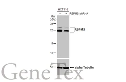 Anti-RBPMS antibody used in Western Blot (WB). GTX118619