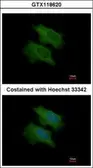 Anti-CFHL1 antibody [N1C2] used in Immunocytochemistry/ Immunofluorescence (ICC/IF). GTX118620