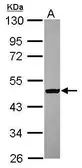 Anti-C9orf68 antibody used in Western Blot (WB). GTX118718