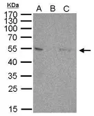 Anti-p53 antibody [C2C3], C-term used in Immunoprecipitation (IP). GTX118730