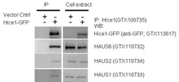 Anti-HAUS1 antibody [N1C3] used in Western Blot (WB). GTX118733