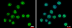 Anti-SERTAD2 antibody used in Immunocytochemistry/ Immunofluorescence (ICC/IF). GTX118746