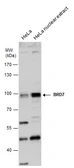 Anti-BRD7 antibody [C1C3] used in Western Blot (WB). GTX118755