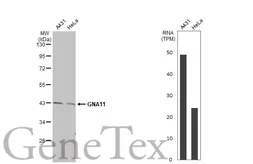 Anti-GNA11 antibody [N3C3] used in Western Blot (WB). GTX118876
