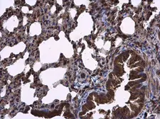 Anti-RIPX antibody [N1C1] used in IHC (Paraffin sections) (IHC-P). GTX118968