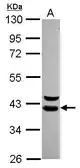Anti-WDR74 antibody [N1C2] used in Western Blot (WB). GTX119013