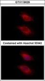 Anti-YARS2 antibody used in Immunocytochemistry/ Immunofluorescence (ICC/IF). GTX119029