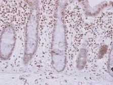 Anti-ASB7 antibody used in IHC (Paraffin sections) (IHC-P). GTX119040