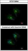 Anti-PTPRH antibody [C2C3], C-term used in Immunocytochemistry/ Immunofluorescence (ICC/IF). GTX119064