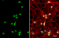 Anti-RAB11B antibody [N1C3] used in Immunocytochemistry/ Immunofluorescence (ICC/IF). GTX119095